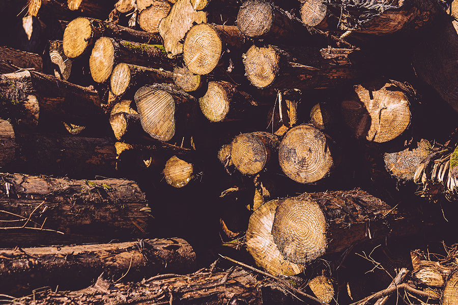 Firewood Wholesale from Surefire Wood
