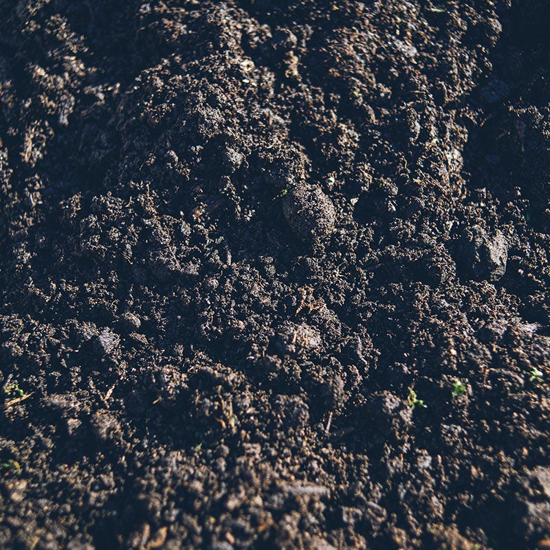 Peat Free Compost